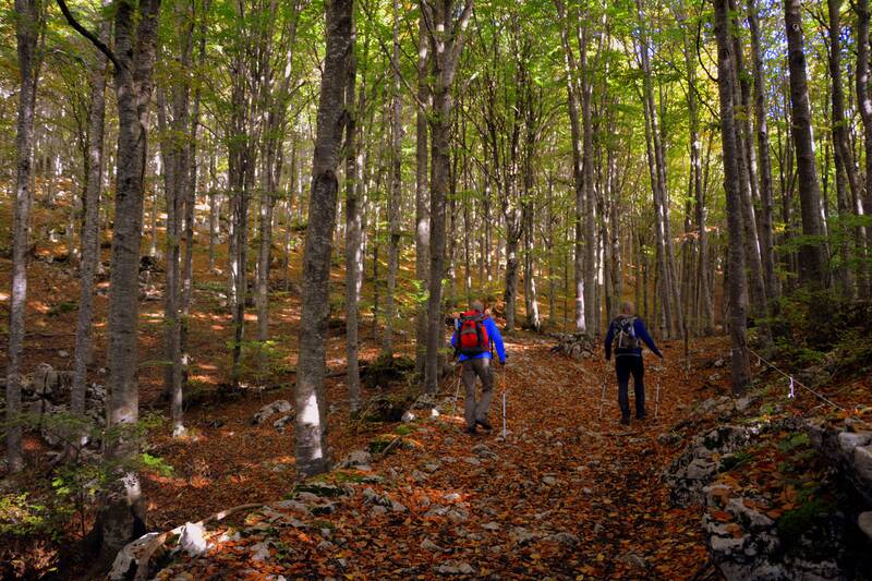 excursion, forest, autumn, trail, nature, trekking, nordic walking, mountain, the european path, e5, lessinia, italy
