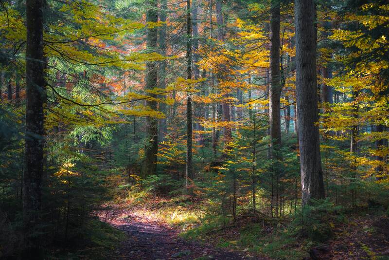 news-events/wanderungen-mit-dem-revierfoerster-s211775